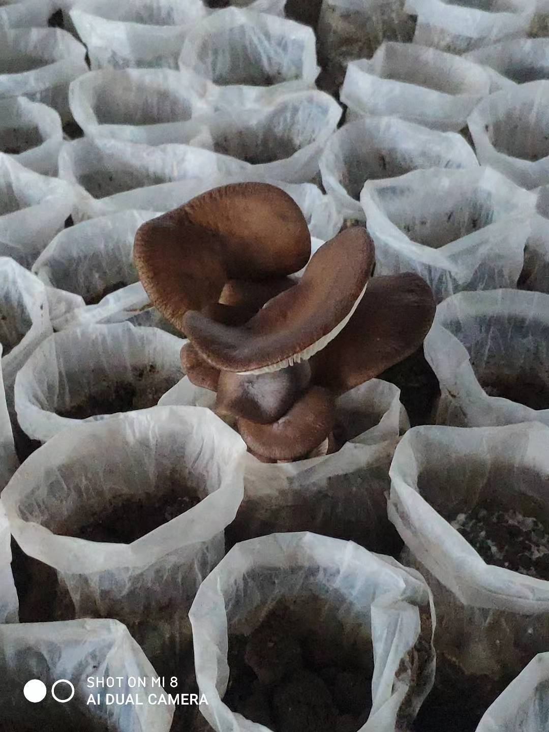 鸡肉菇