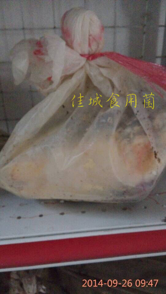 椴木牛樟芝菌包