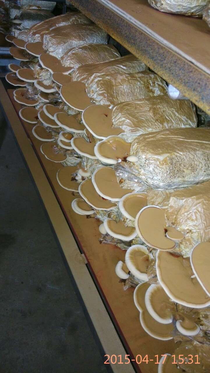 灵芝种植