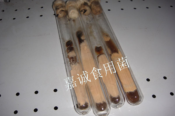 牛樟芝一级菌种